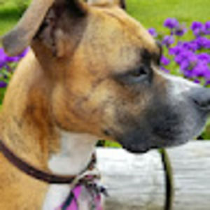 Meet your Posher, Roadtrip tv